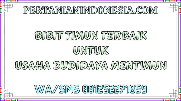 Bibit Timun Terbaik Untuk Usaha Budidaya Mentimun